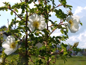 eine weiße Blüte hängt an einem Rosenstrauch