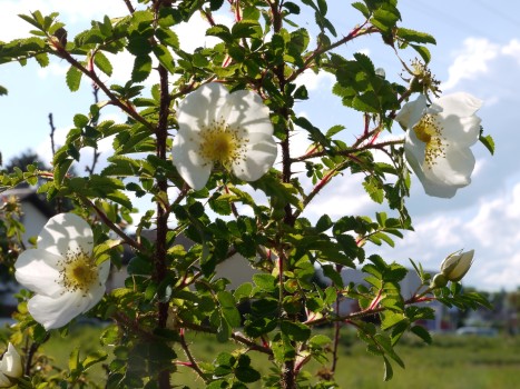 eine weiße Blüte hängt an einem Rosenstrauch