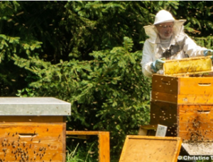 Ein Imker in Schutzkleidung inspiziert einen Wabenrahmen eines hölzernen Bienenstocks, umgeben von aktiven Bienenkästen im Freien in der Nähe grüner Bäume.