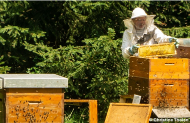 Ein Imker in Schutzkleidung inspiziert einen Wabenrahmen eines hölzernen Bienenstocks, umgeben von aktiven Bienenkästen im Freien in der Nähe grüner Bäume.