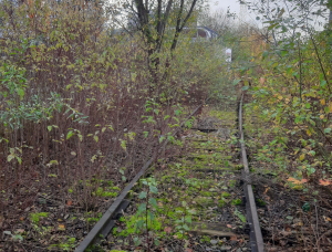 Überwucherte, verlassene Eisenbahnschienen verschwinden in dichter Vegetation, wobei grüne Pflanzen und Büsche die Schienen bedecken. Neben den Gleisen wächst ein Baum, und auf der linken Seite ist ein modernes Gebäude zu sehen.