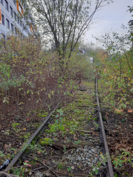 Überwucherte, verlassene Eisenbahnschienen verschwinden in dichter Vegetation, wobei grüne Pflanzen und Büsche die Schienen bedecken. Neben den Gleisen wächst ein Baum, und auf der linken Seite ist ein modernes Gebäude zu sehen.