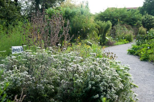 Ein Kiesweg schlängelt sich durch einen üppigen Garten voller grüner Pflanzen und weißer Blumen. Links steht ein Schild mit der Aufschrift „Artemisia“. Bäume und dichtes Laubwerk prägen den Hintergrund unter einem hellen, bewölkten Himmel.
