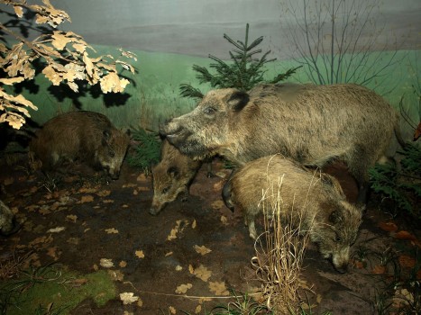 Eine Gruppe Wildschweine in einem Walddiorama, mit vier Wildschweinen, die zwischen abgefallenen Blättern, trockenem Gras und kleinen immergrünen Bäumen nach Nahrung suchen.
